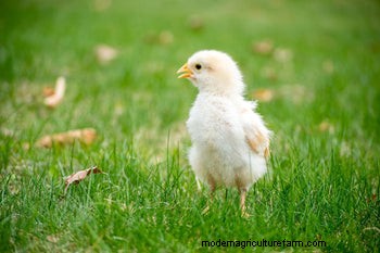 When Can Baby Chicks Go Outside? A Comprehensive Guide