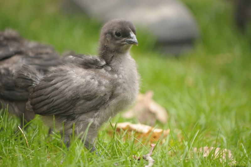 When Can Baby Chicks Go Outside? A Comprehensive Guide