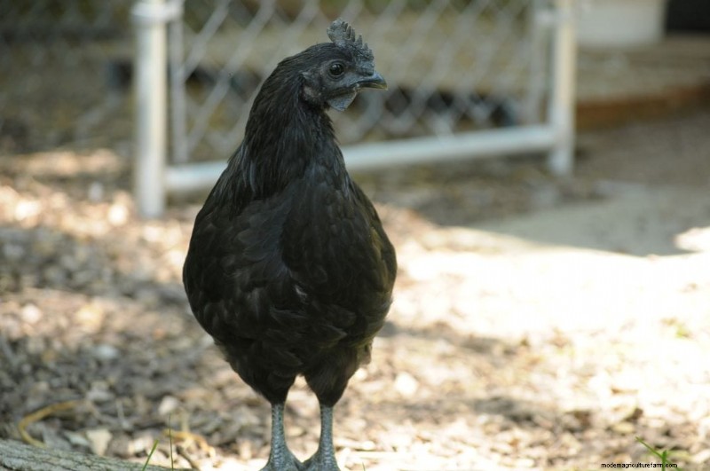 When Can Baby Chicks Go Outside? A Comprehensive Guide