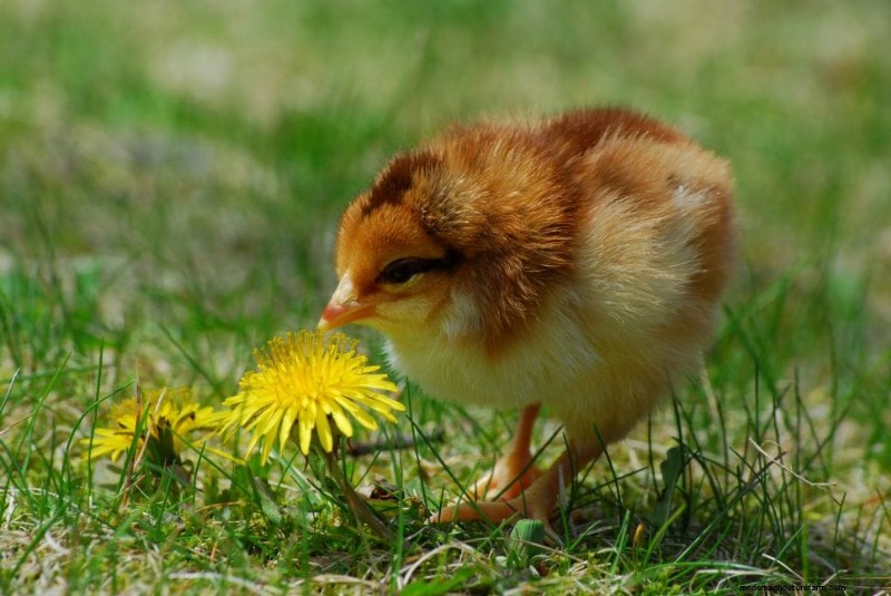 When Can Baby Chicks Go Outside? A Comprehensive Guide