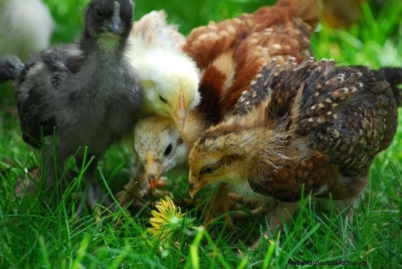When Can Baby Chicks Go Outside? A Comprehensive Guide