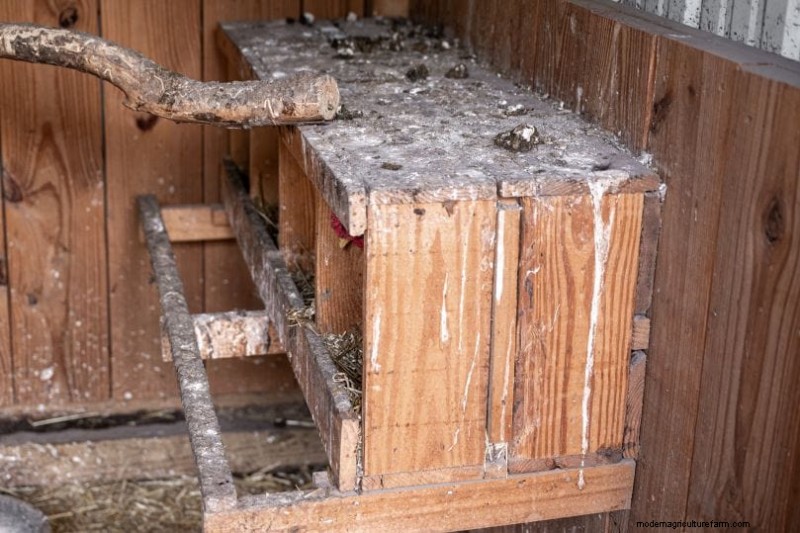 Eliminate Chicken Coop Odor: Proven Methods for a Fresh & Healthy Flock