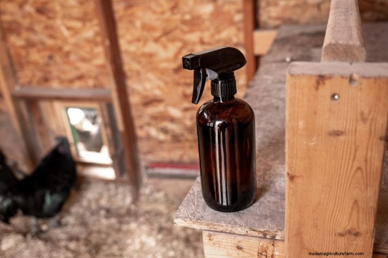 Eliminate Chicken Coop Odor: Proven Methods for a Fresh & Healthy Flock