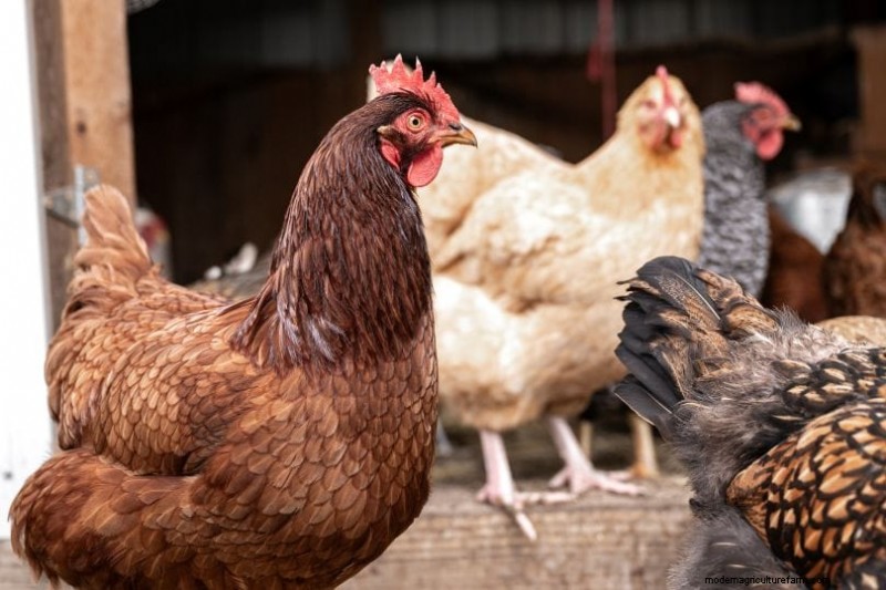 Eliminate Chicken Coop Odor: Proven Methods for a Fresh & Healthy Flock