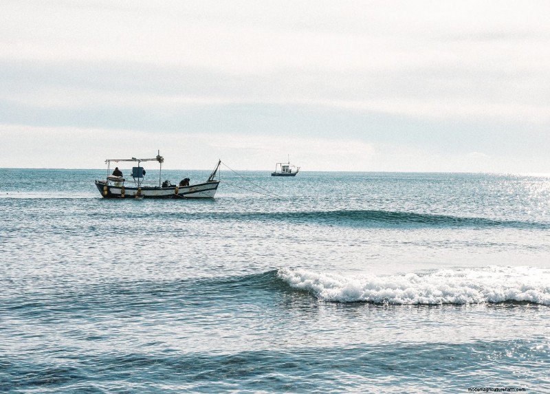 A Guide to Entering the Fishing Industry: Career Paths & Opportunities