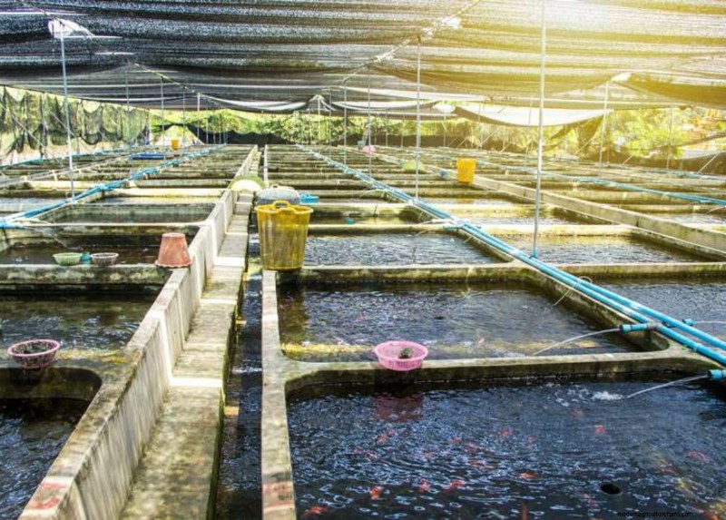 Seafood Hatcheries: Understanding the Vital Role in Sustainable Aquaculture