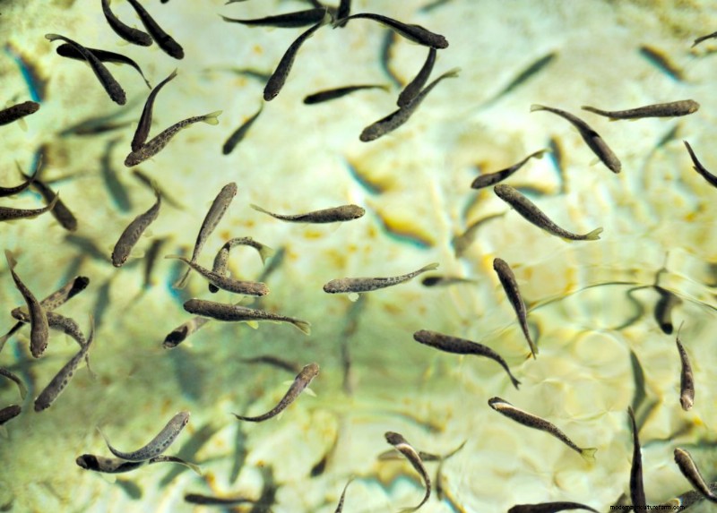 Seafood Hatcheries: Understanding the Vital Role in Sustainable Aquaculture