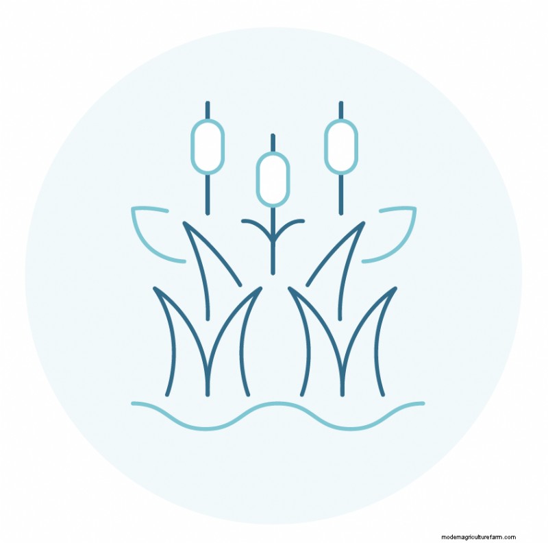 Seafood Hatcheries: Understanding the Vital Role in Sustainable Aquaculture