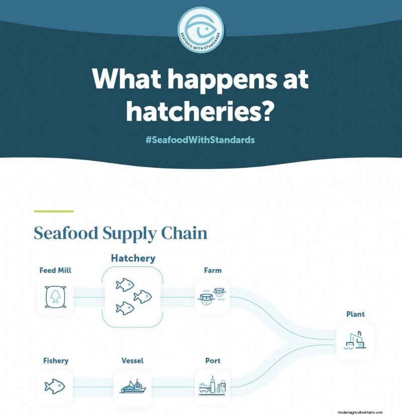 Seafood Hatcheries: Understanding the Vital Role in Sustainable Aquaculture