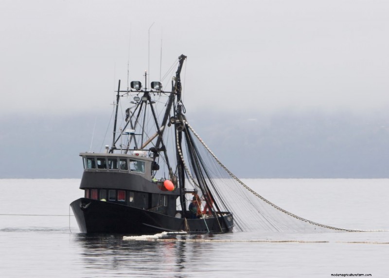 Inside Fishing Vessels: A Look at Seafood Production