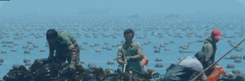 Sustainable Seafood: Understanding the Environmental Impact of Aquaculture