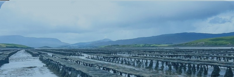Sustainable Seafood: Understanding the Environmental Impact of Aquaculture