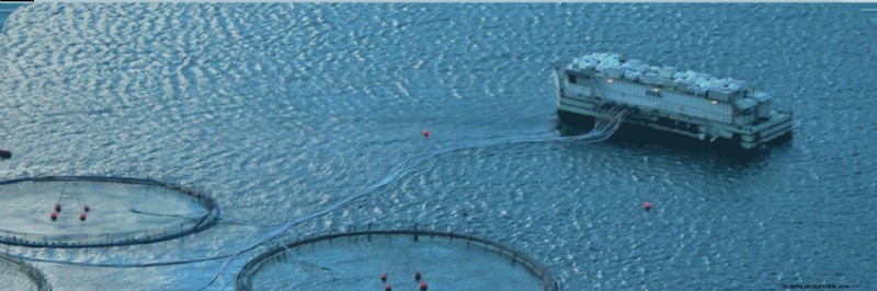 Sustainable Seafood: Understanding the Environmental Impact of Aquaculture