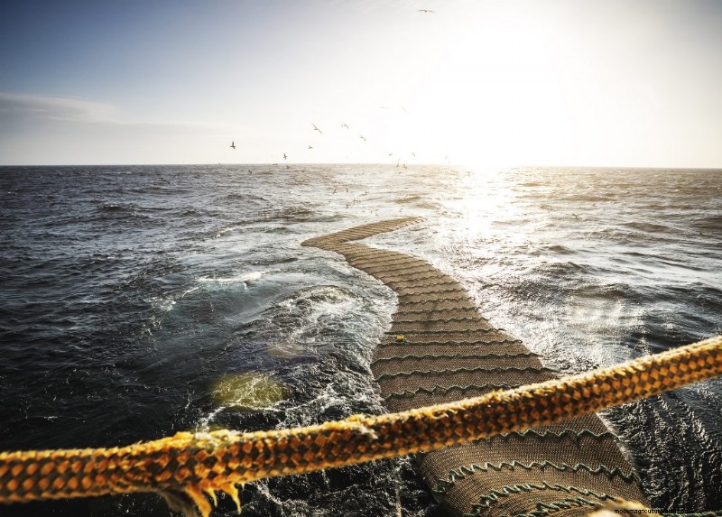 Understanding Fisheries: A Key Step in Seafood Production