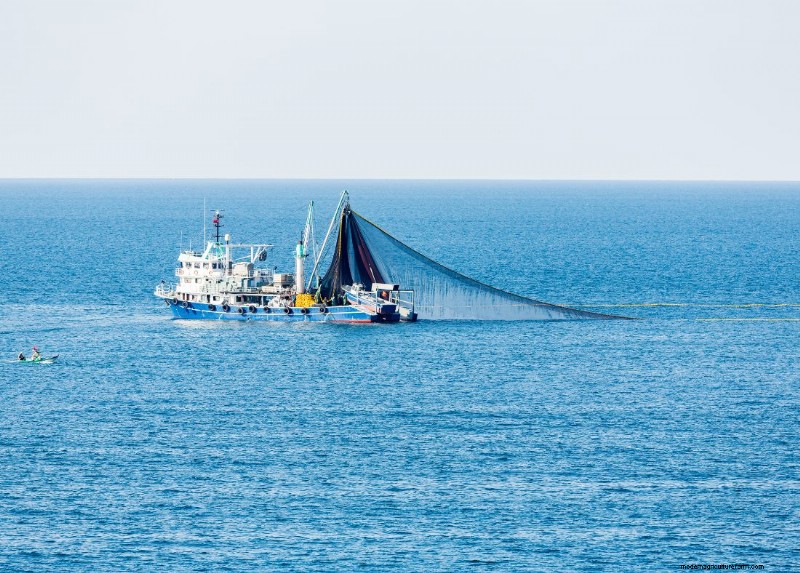 Understanding Fisheries: A Key Step in Seafood Production