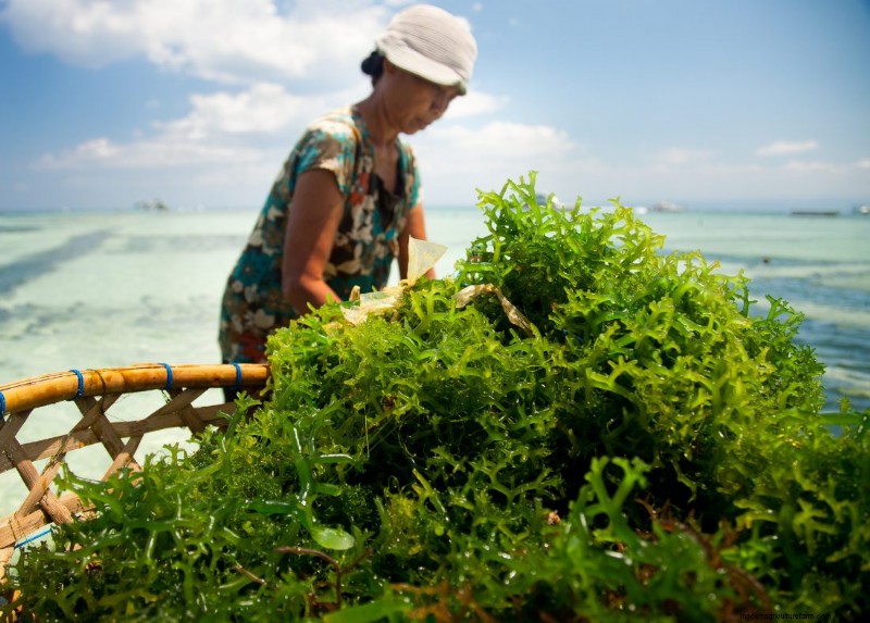 Understanding Seafood Farms: A Deep Dive into Aquaculture