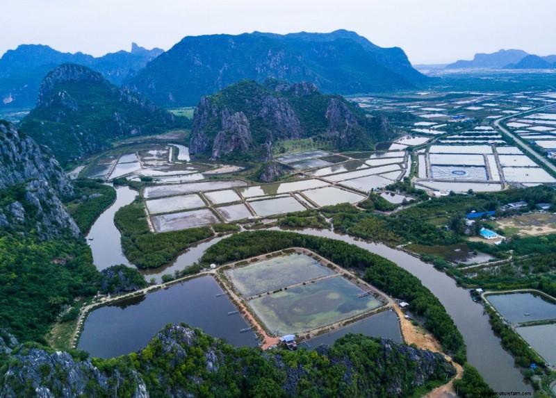 Understanding Seafood Farms: A Deep Dive into Aquaculture