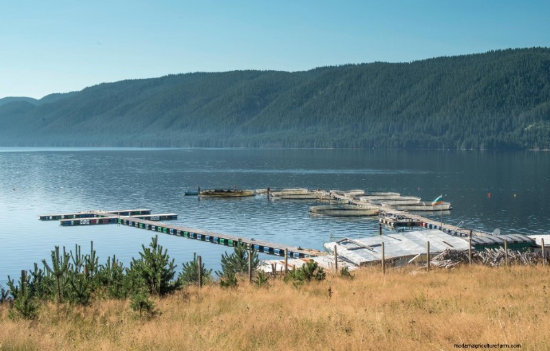 Farmed Seafood: An Introduction to Aquaculture - Global Seafood Alliance