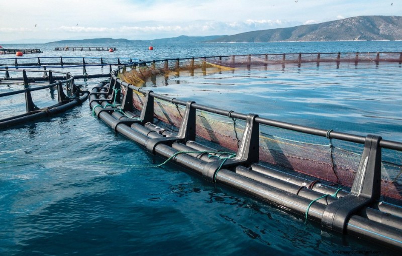 Aquaculture and Sustainable Development: Addressing Inequality in the Seafood Industry