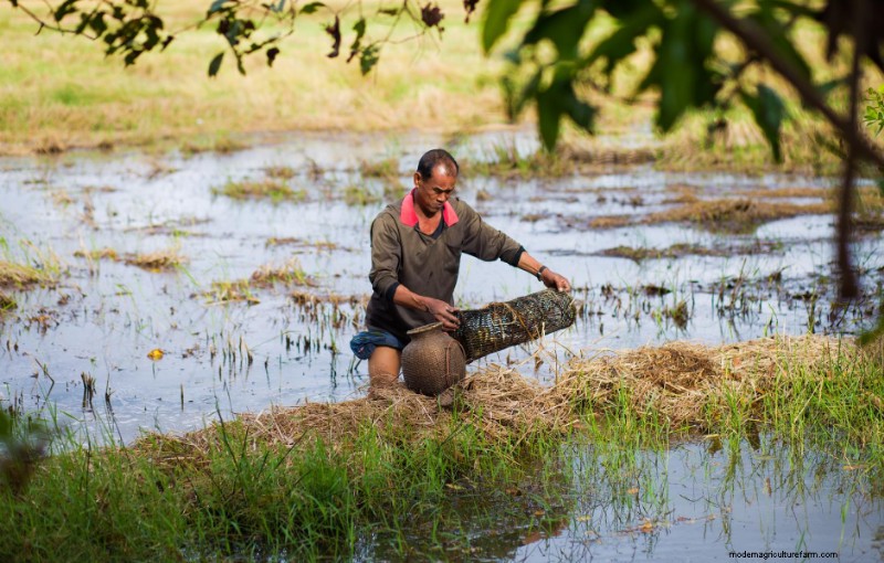 Aquaculture and Sustainable Development: Addressing Inequality in the Seafood Industry