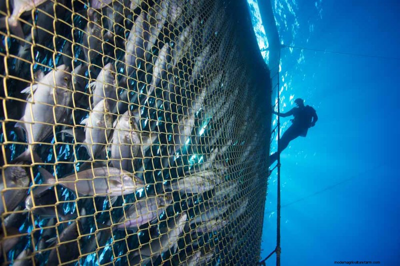 Responsible Aquaculture: Protecting Oceans & Achieving Sustainable Development