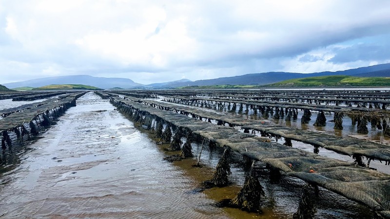 Responsible Aquaculture: Protecting Oceans & Achieving Sustainable Development