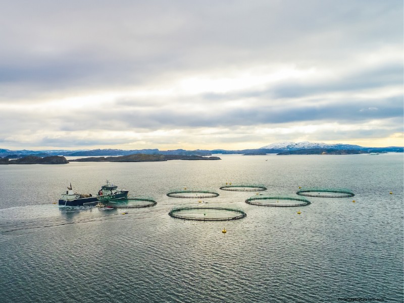 Farmed Seafood & Climate Action: A Sustainable Solution