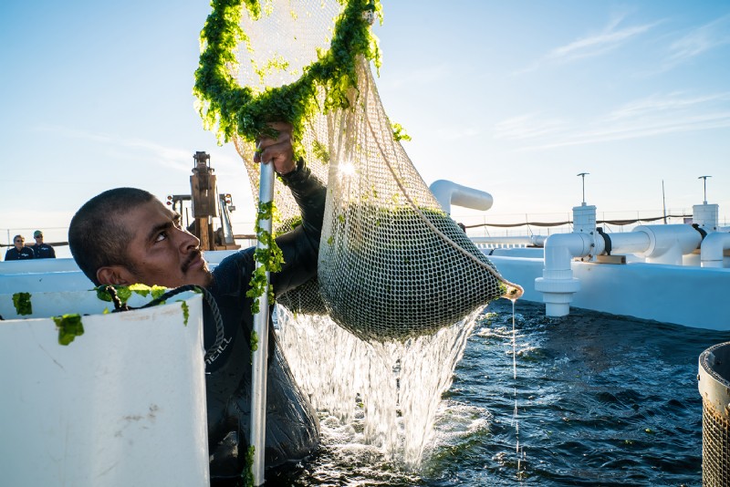 Aquaculture 101: Sustainable Seafood & the UN s SDGs