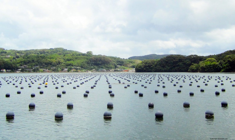 Aquaculture 101: Sustainable Seafood & the UN s SDGs