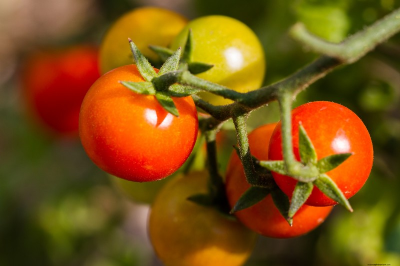 Urban Farming: Benefits for Sustainability, Economy & Environment