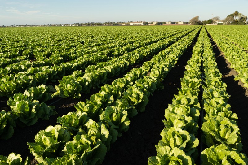 Urban Farming: Benefits for Sustainability, Economy & Environment