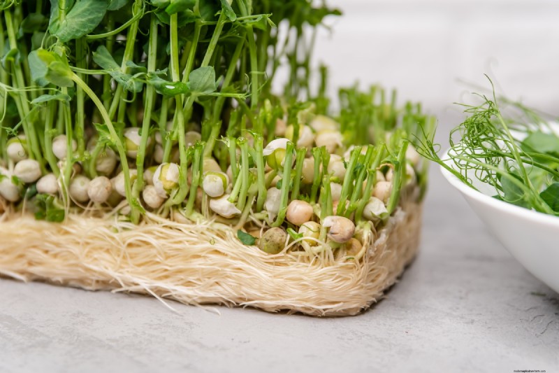 Urban Farming: Benefits for Sustainability, Economy & Environment