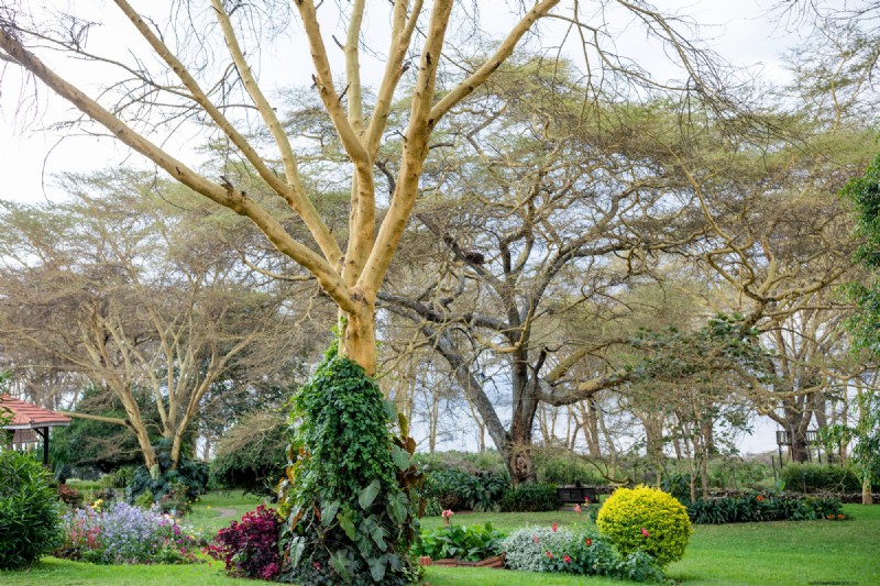 Local Tree Farms: Benefits for Environment & Business