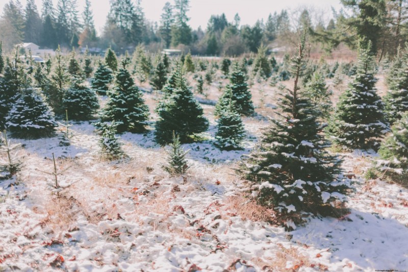 Local Tree Farms: Benefits for Environment & Business