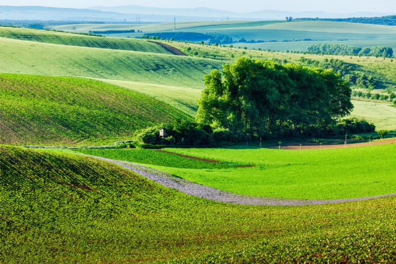 Local Tree Farms: Benefits for Environment & Business