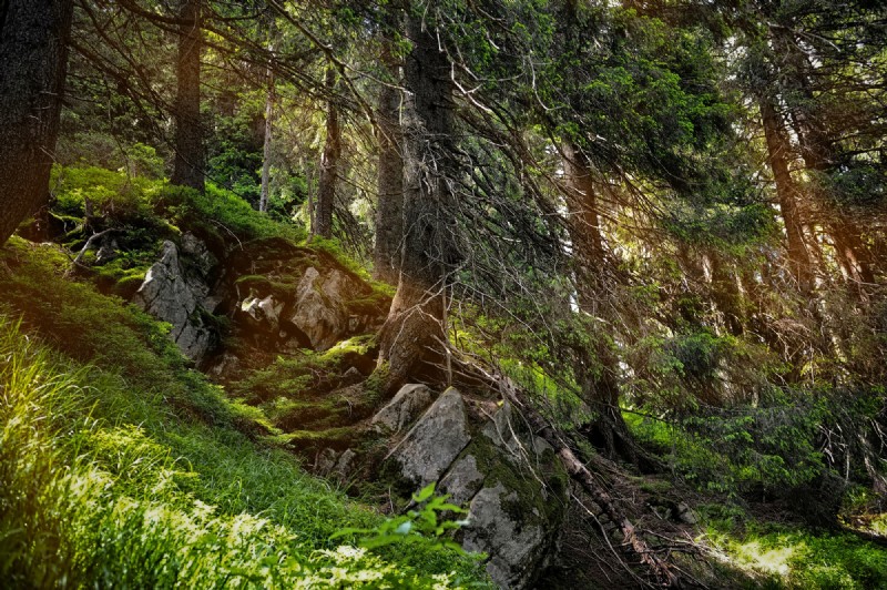 Local Tree Farms: Benefits for Environment & Business