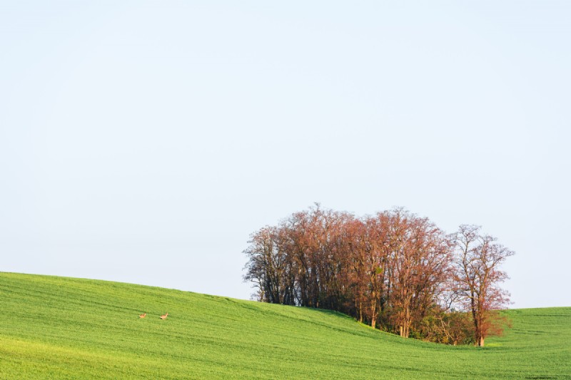 Local Tree Farms: Benefits for Environment & Business