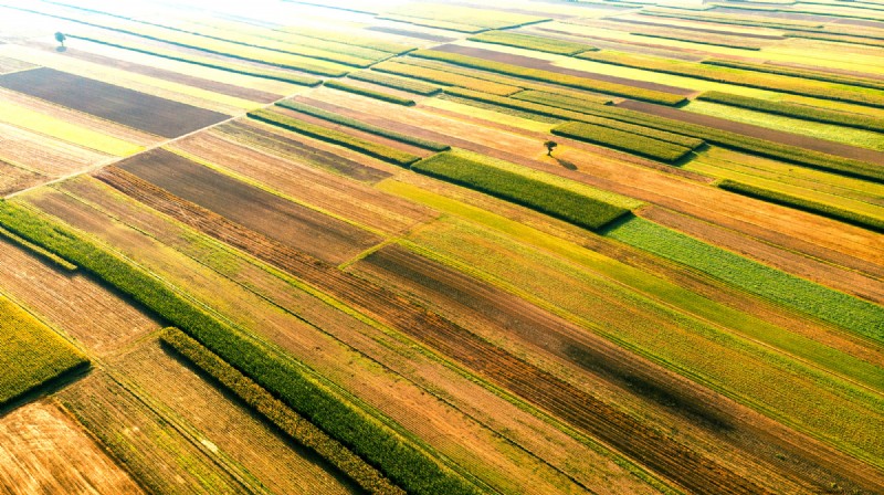 Local Tree Farms: Benefits for Environment & Business