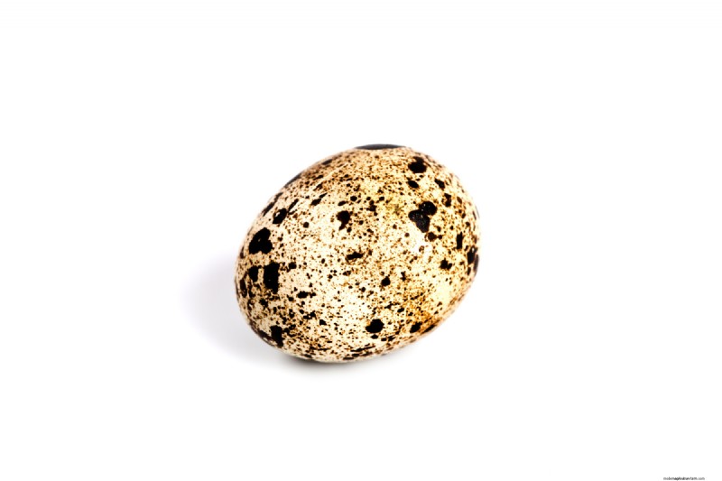 Quail Farming: A Beginner s Guide to Success - Space & Market Insights