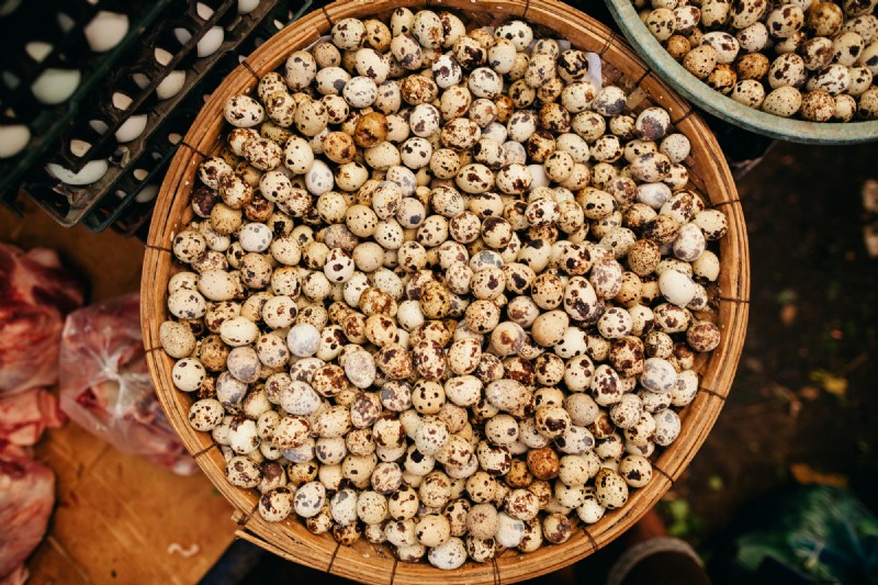 Quail Farming: A Beginner s Guide to Success - Space & Market Insights