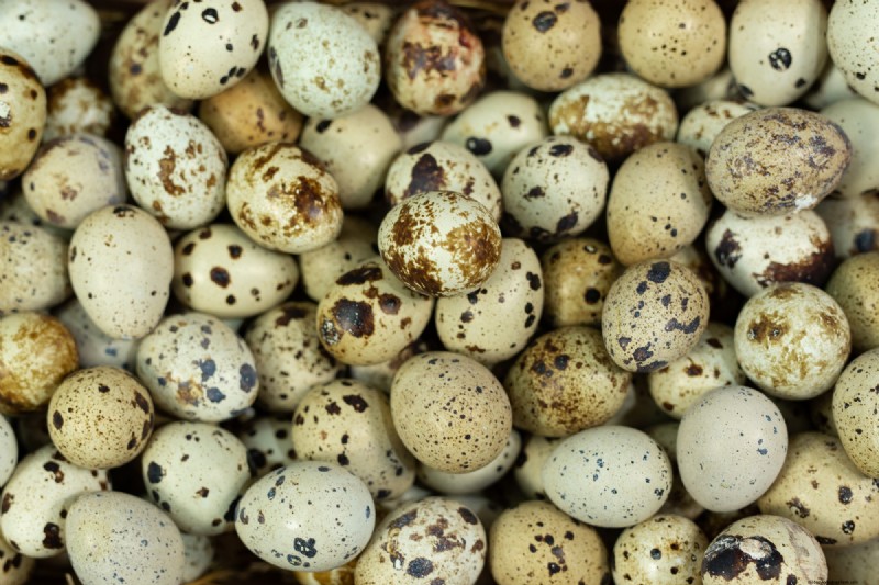 Quail Farming: A Beginner s Guide to Success - Space & Market Insights