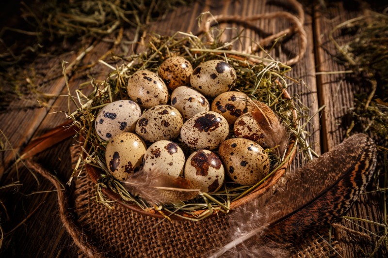 Quail Farming: A Beginner s Guide to Success - Space & Market Insights