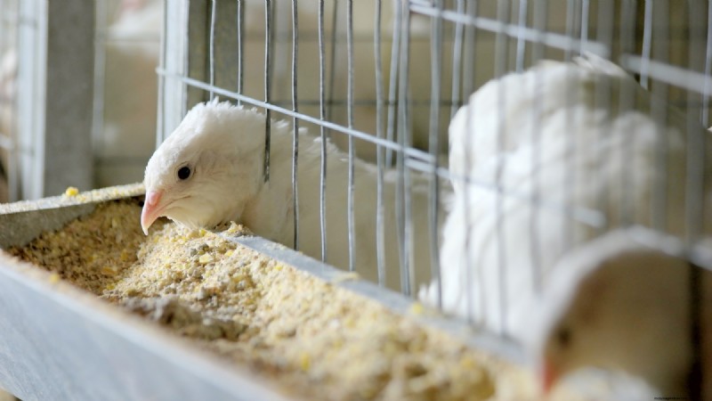 Quail Farming: A Beginner s Guide to Success - Space & Market Insights