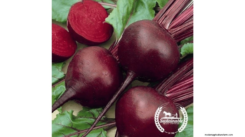 Growing and Selling Beet Seeds: A Profitable Farming Guide