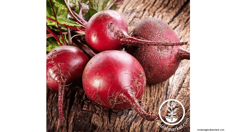 Growing and Selling Beet Seeds: A Profitable Farming Guide