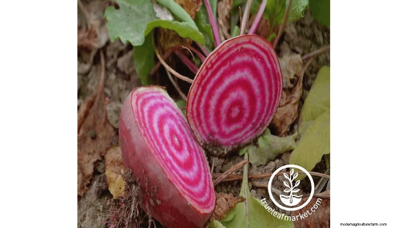 Growing and Selling Beet Seeds: A Profitable Farming Guide