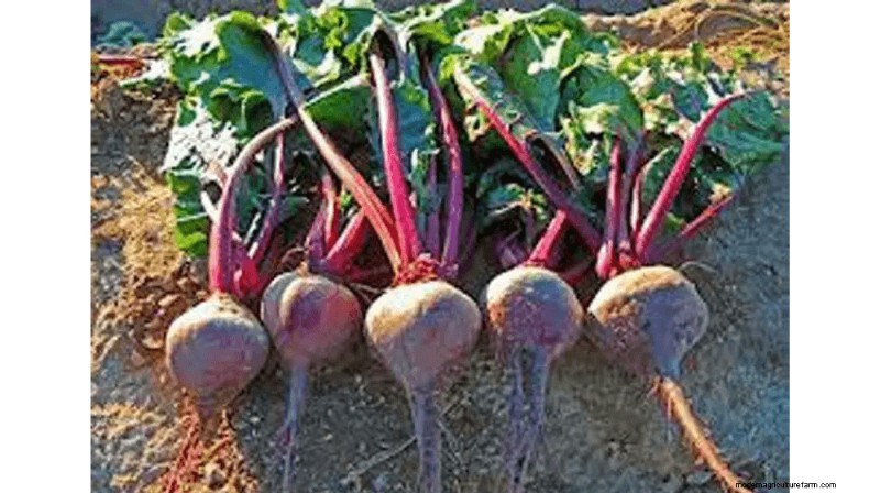 Growing and Selling Beet Seeds: A Profitable Farming Guide