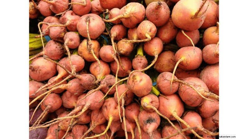 Growing and Selling Beet Seeds: A Profitable Farming Guide