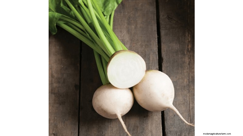 Growing and Selling Beet Seeds: A Profitable Farming Guide