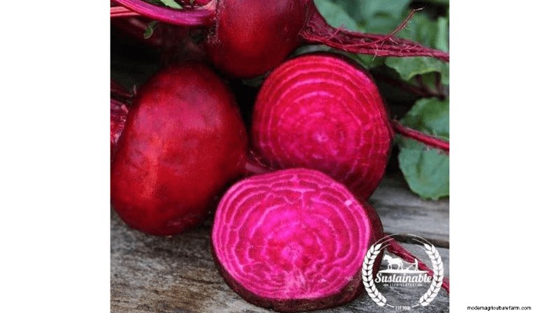 Growing and Selling Beet Seeds: A Profitable Farming Guide